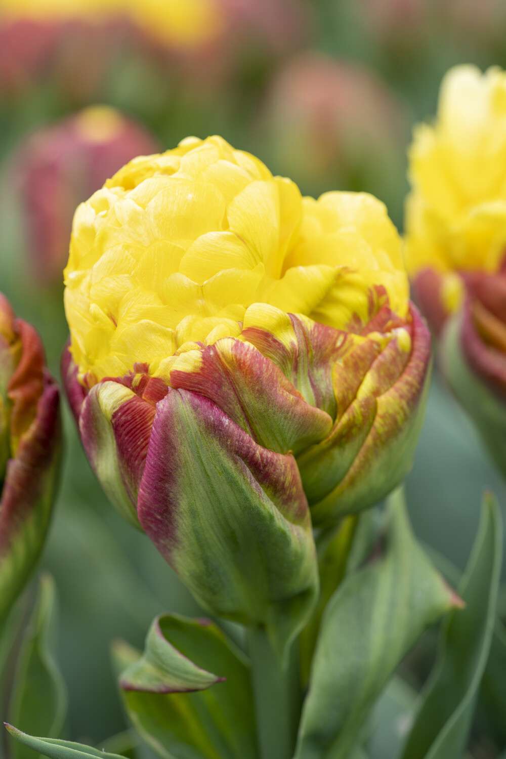 Tulipan 'Ice Cream Banana'